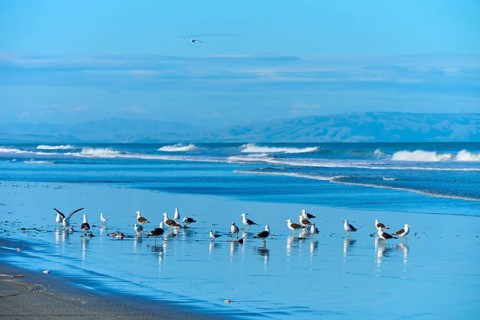 Seagulls frolic on the shore in front of a serene coastal panorama, Spencer Park Beach,