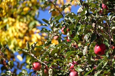 Tree with ripe apples, autumn, Germany