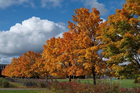 Ahornallee (Acer) in autumn colors on the school grounds of the Eckental Gymnasium, Mittelfranen,