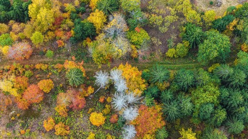 Autumn forest in the Black Forest. Drone photo of trees in colorful autumn leaves and conifers,