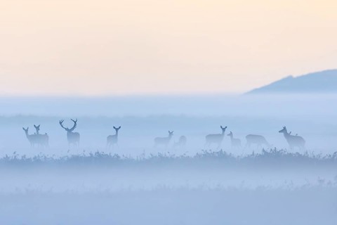 Red deer stag herding herd of hinds in morning mist along the Baltic Sea, Western Pomerania Lagoon