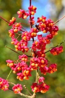Common spindle bush (Euonymus europaeus), also European or common Pfaffenhütchen, Bavaria, Germany