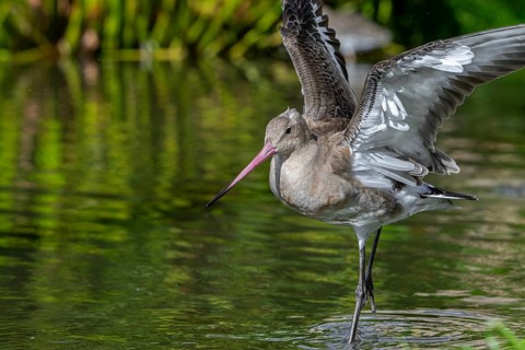 Black-tailed godwit (Limosa limosa) in non-breeding plumage taking off from pond, lake in autumn,