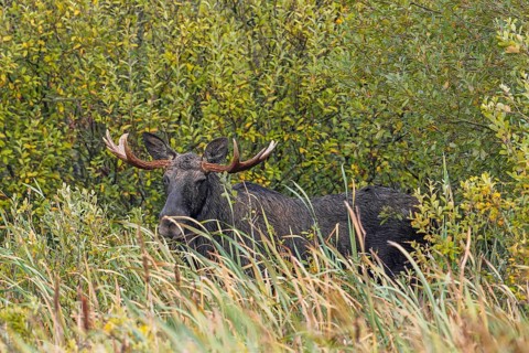 Moose, elk (Alces alces) bull, male feeding on willow leaves in marshland in autumn, fall, Sweden,