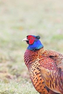 Pheasant, hunting pheasant (Phasianus colchicus), adult male bird in a meadow, animal portrait,
