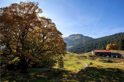 Autumn-colored sycamore tree, in the back Berggasthof Hochleite, near Schwand, Stillachtal,