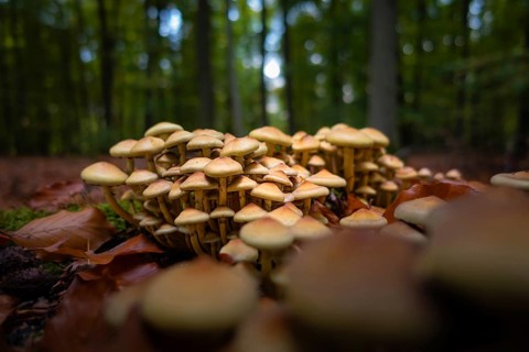 A group of mushrooms stands in the Bad Homburg City Forest, Stadtwald, Bad Homburg, Hesse, Germany