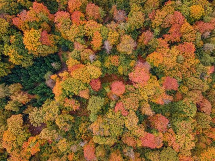 The leaves of the trees in the Bad Homburg city forest turned colorful in autumn. (aerial view with
