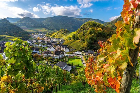 Vineyards in autumn in the middle Ahr Valley, near Mayschoß, Rhineland-Palatinate