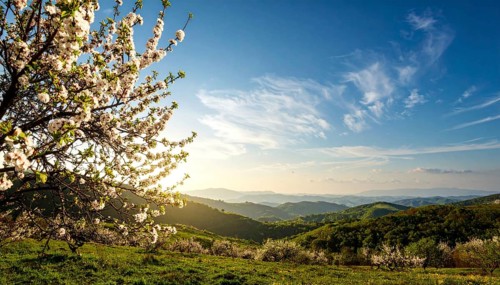 Landscape with a blooming apricot tree, idilyc spring nature, green grass and mountains in