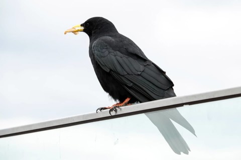 Alpine jackdaw (Pyrrhocorax graculus), Oberallgäu, Allgäu, Bavaria, Germany