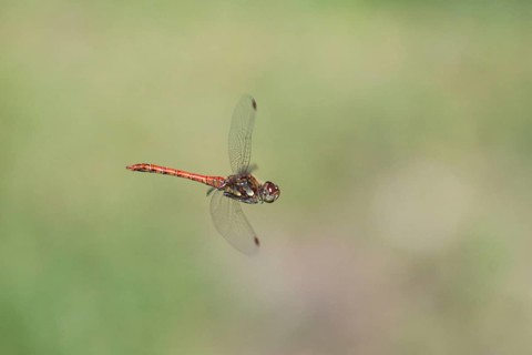 Blood-red heather (Sympetrum sanguineum), aerial view, Norrhine-Westphalia, Germany