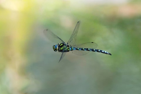 Blue-green mosaic maiden (Aeshna cyanea), dragonfly in flight, North Rhine-Westphalia, Germany