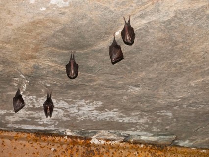 Small horseshoe nose (Rhinolophus hipposideros) hanging from the ceiling in the cellar, Thuringia,