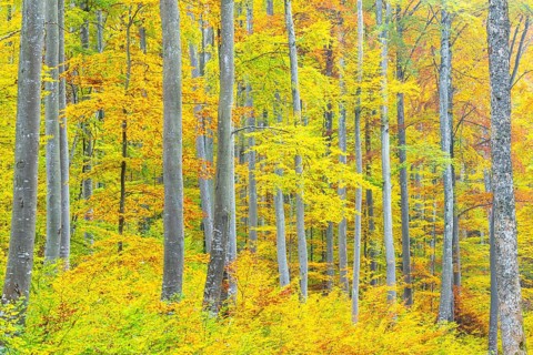 Beech forest (Fagus) in autumn colors, beech plants (Fagaceae), autumn, Leibertingen, Upper Danube