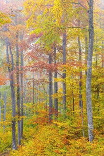 Beech forest (Fagus) in autumn colors, beech plants (Fagaceae), fog, autumn, Leibertingen, Upper