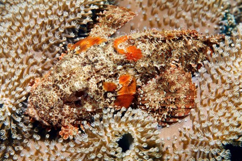Bearded dragon head (Scorpaeninae) lies well camouflaged in leather coral, Arabian Sea, Indian
