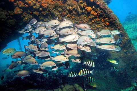 Swarm of young bicolor sweet lip, giant sweet lip, (Plectorhinchus albovittatus) seeking shelter in