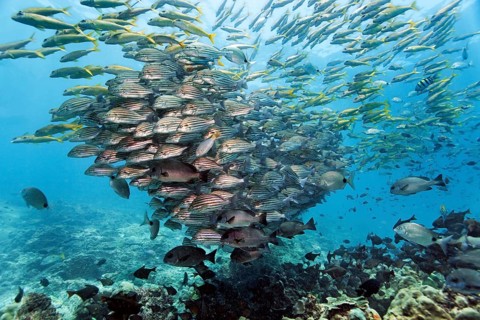 Mixed swarm, bronze-striped grunt (Pomadasys taeniatus) and large school mullet (Mulloidychthys