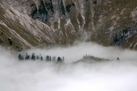 Ridge with conifers sticking out of fog, Allgäu Alps, near Oberstdorf, Oberallgäu, Allgäu, Bavaria,