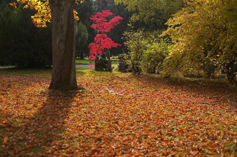Maple, maple tree, red, autumn leaves, leaves, main cemetery, autumn, autumn, Stuttgart,