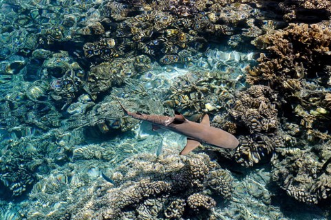 Blacktip reef shark over the corals of Fakarava, South Seas, Tahiti, French Polynesia