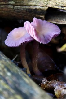 Purple lacquer funnel (Laccaria amethystina) in the forest, autumn time, October, Saxony, Germany