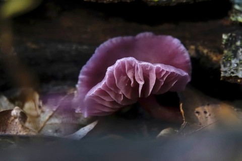 Purple lacquer funnel (Laccaria amethystina) in the forest, autumn time, October, Saxony, Germany