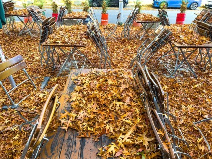 Autumn in town, beer garden, pub terrace under deciduous trees, swamp oak, floor and table chairs