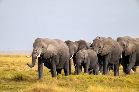 African elephant (Loxodonta africana) large herd with young animals and herons (Bubulcus ibis), in