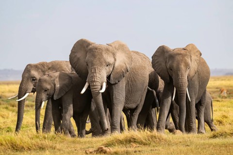 African elephant (Loxodonta africana) large herd with young animals, in morning light, Amboseli