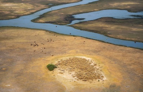River landscape and grazing herd of cows, aerial view, Okavango Delta, Botswana