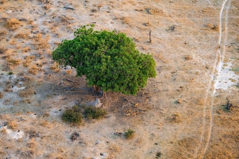 Flock of impalas (Aepyceros melampus) under a liver sausage tree (Kigelia africana), aerial view,