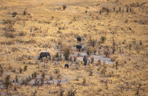 Small herd of elephants in dry savanna with yellow grass, African elephant (Loxodonta africana),