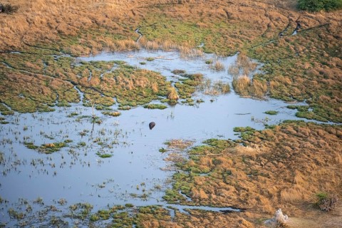 Hippopotamus (Hippopatamus amphibius) in water, freshwater marshland, marshland, aerial view,