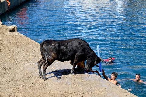 Bous a la Mar Fair, in English Bulls in the Sea, Bullfighting, Javea or Xàbia, Alicante Province,