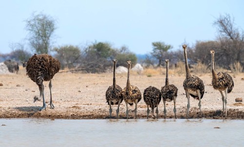 African ostrich (Struthio camelus), mother and six juvenile young animals, animal family, group