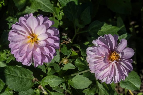 Dahlia (Dahlia), Emsland, Lower Saxony, Germany