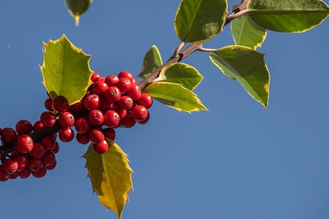 Holly (Ilex aquifolium), fruits, Emsland, Lower Saxony, Germany