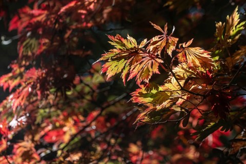 Adenhut leaf maple (Acer japonicum aconitifolium), autumn leaves, Emsland, Lower Saxony, Germany