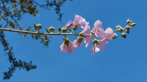 Purple flower against a blue sky, archaeological site, UNESCO World Heritage Site, Mycenae,