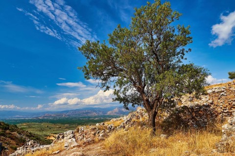 Tree in a ruined landscape, archaeological site, UNESCO World Heritage Site, Mycenae, Mycenae,