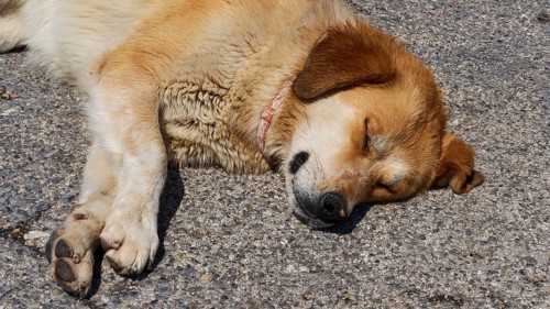 Sleeping dog, parking lot, archaeological site, UNESCO World Heritage Site, Mycenae, Mycenae,
