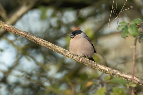 Eurasian bullfinch (Pyrrhula pyrrhula) adult female bird on a tree branch in a hedgerow, England,