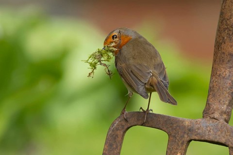 European robin (Erithacus rubecula) adult bird on a garden fork with nesting material in its beak
