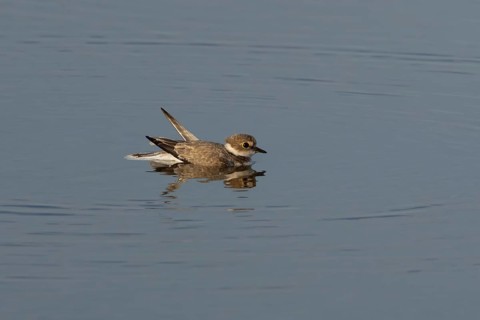 Little ringed plover (Charadrius dubius) adult wading bird in a shallow coastal lagoon, England,
