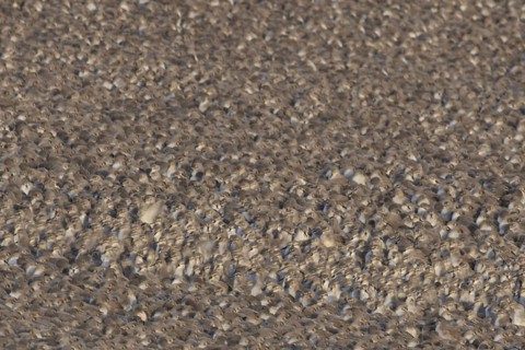 Red Knot (Calidris canutus) adult wading birds at high tide on a coastal shingle ridge, RSPB