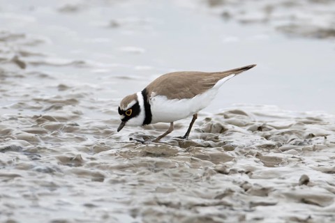 Little ringed plover (Charadrius dubius) adult wading bird on a coastal mudflat, England, United