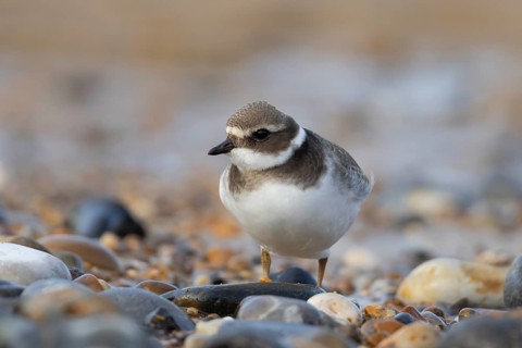 Ringed plover (Charadrius hiaticula) adult wading bird on a coastal beach, England, United Kingdom