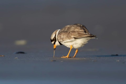 Ringed plover (Charadrius hiaticula) adult wading bird feeding on a worm on a coastal beach,